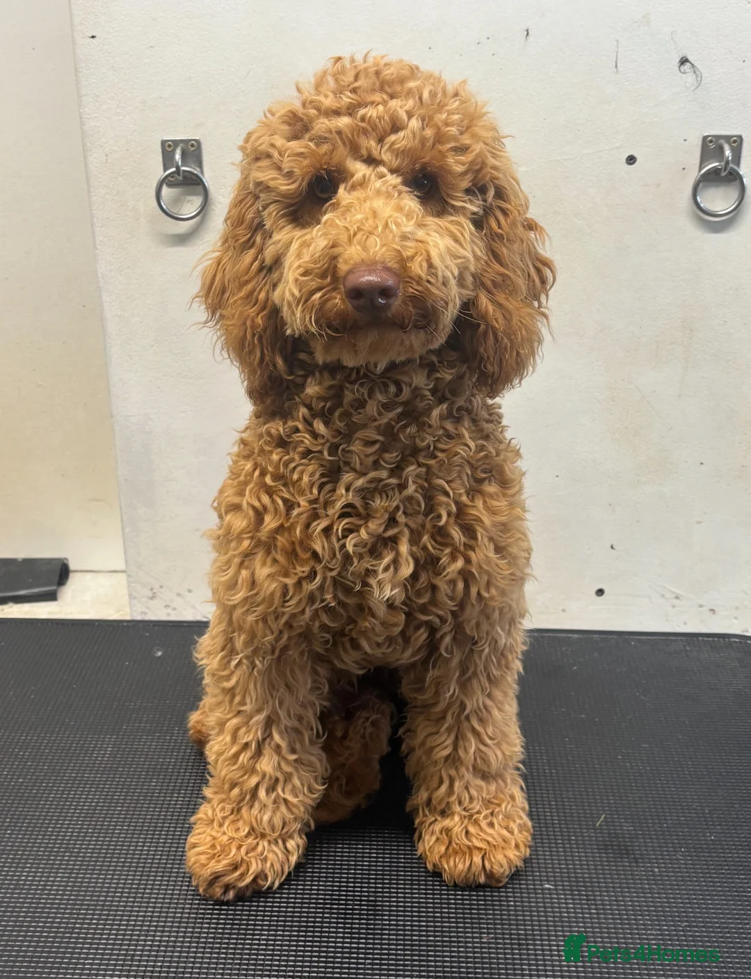 Cockapoo dogs for sale: F1bbb Cockapoo  - Advert 6