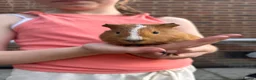 Guinea Pig rodents for sale: 2 Female Guinea Pigs  - Advert 4