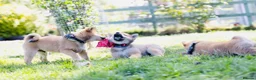 Japanese Shiba Inu dogs for sale: Outstanding original Japanese Shiba Inu puppies  - Advert 4