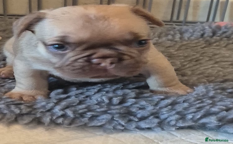French Bulldog dogs - Advert 9