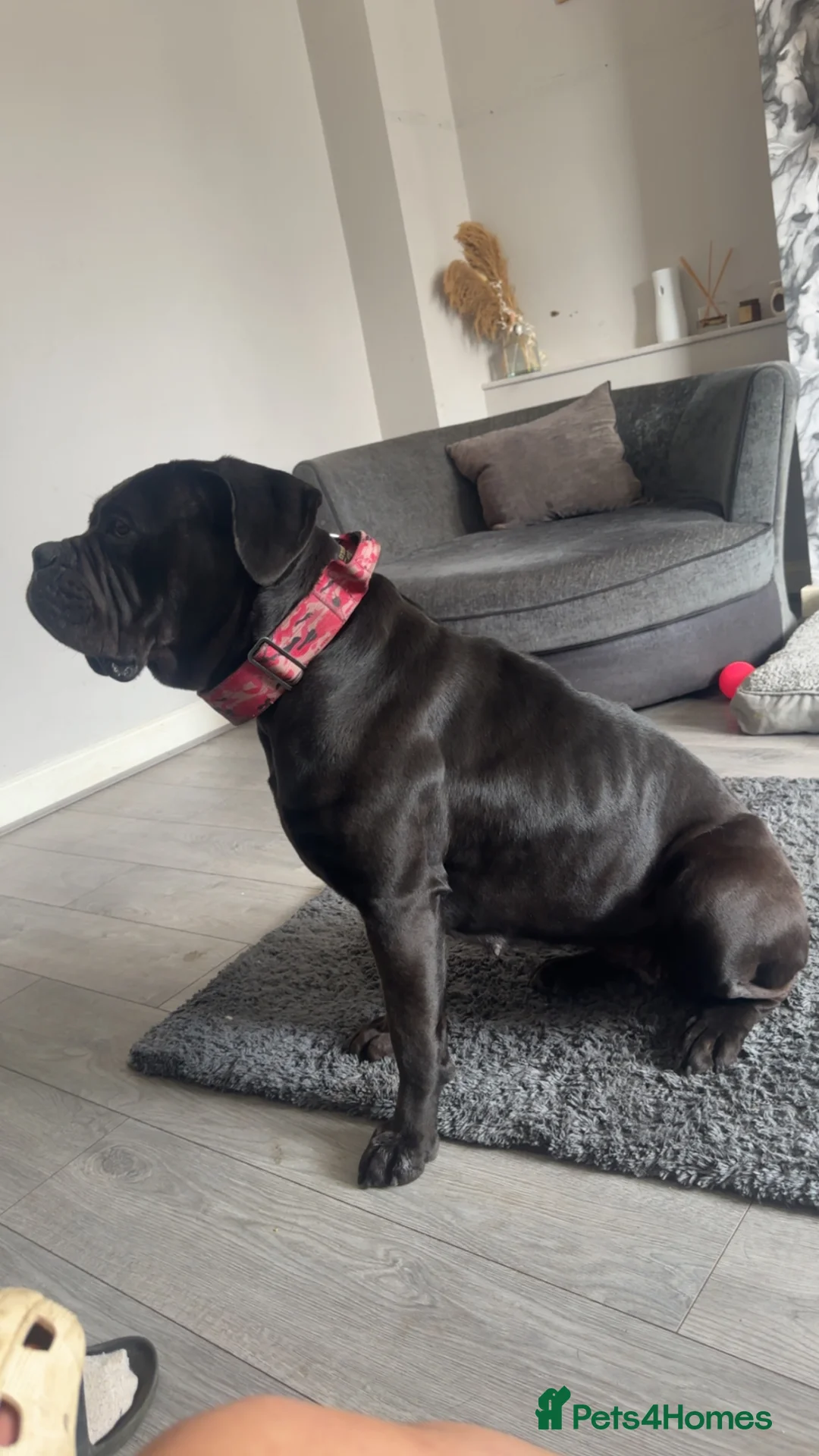 Cane Corso dogs for sale: Cane corso  in Stoke-on-Trent - Advert 2