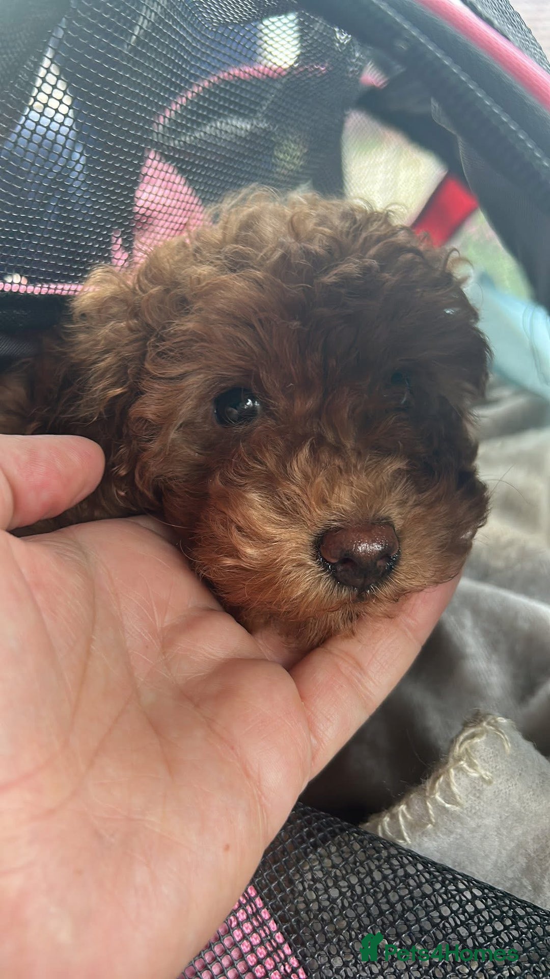 Toy Poodle dogs for sale: Teddi female 6’m old tiny Kc toy poodle  in Chichester - Image 20