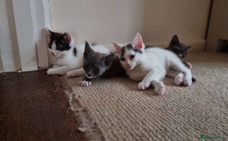 Mixed Breed cats - Advert 13