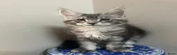 Maine Coon cats for sale: Licensed breeder-maine coon kittens - Advert 10