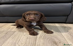 Cocker Spaniel dogs for sale: Cocker Spaniel Puppies Ready Now - Image 15