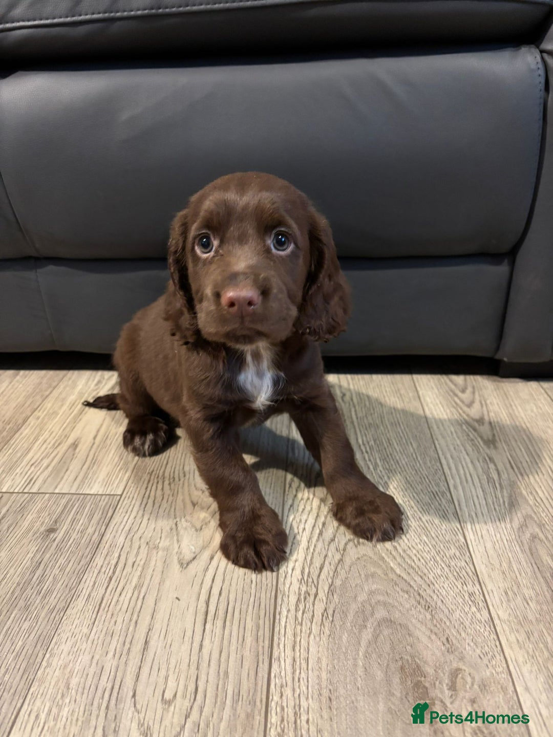 Cocker Spaniel dogs for sale: Cocker Spaniel Puppies Ready Now - Image 15