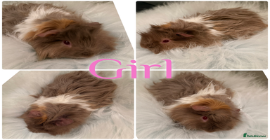 Guinea Pig rodents Baby Guinea Pig For Sale Lunkarya/Shelter Mix - Advert 6
