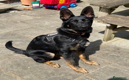 German Shepherd dogs for sale: MAXIMUS/ PEDIGREE GSD/ KENNEL CLUB REGISTERED/ - Image 3