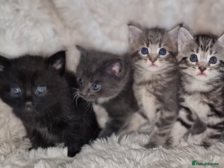 Maine Coon cats Stunning Polydactyly & Non Poly Maine Coon5* - Advert 1