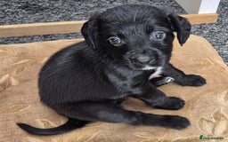 Mixed Breed dogs for sale: 6 very loved puppies - Image 4