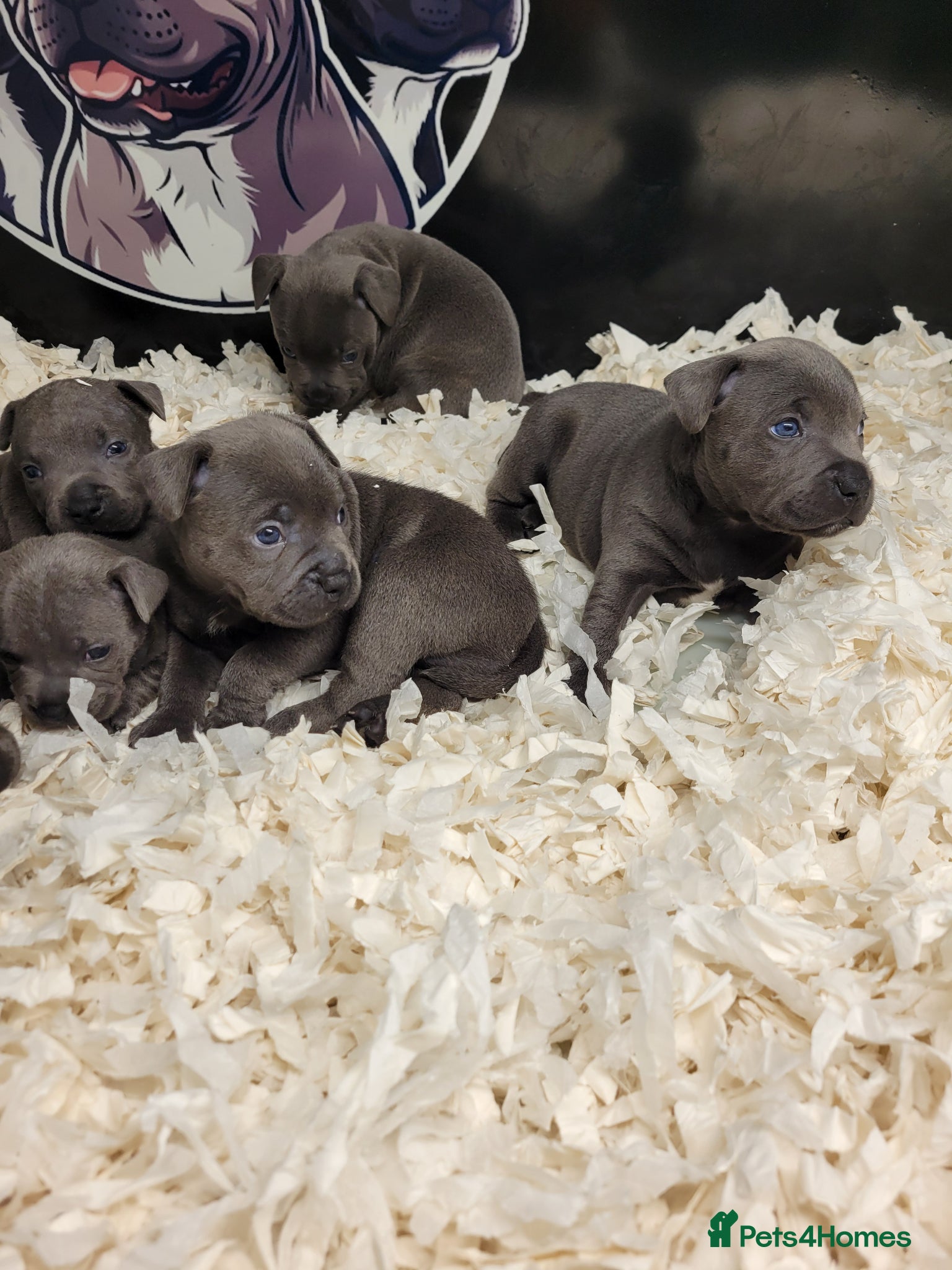 Staffordshire Bull Terrier dogs Blue kc staffys - Advert 1