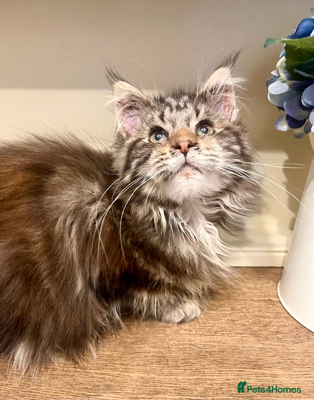 Maine Coon cats for sale: 2 Gorgeous Maine Coon Girl kittens - Advert 2