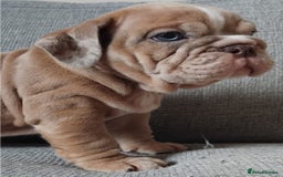 English Bulldog dogs for sale: Beautiful English Bulldog Puppies - Image 11