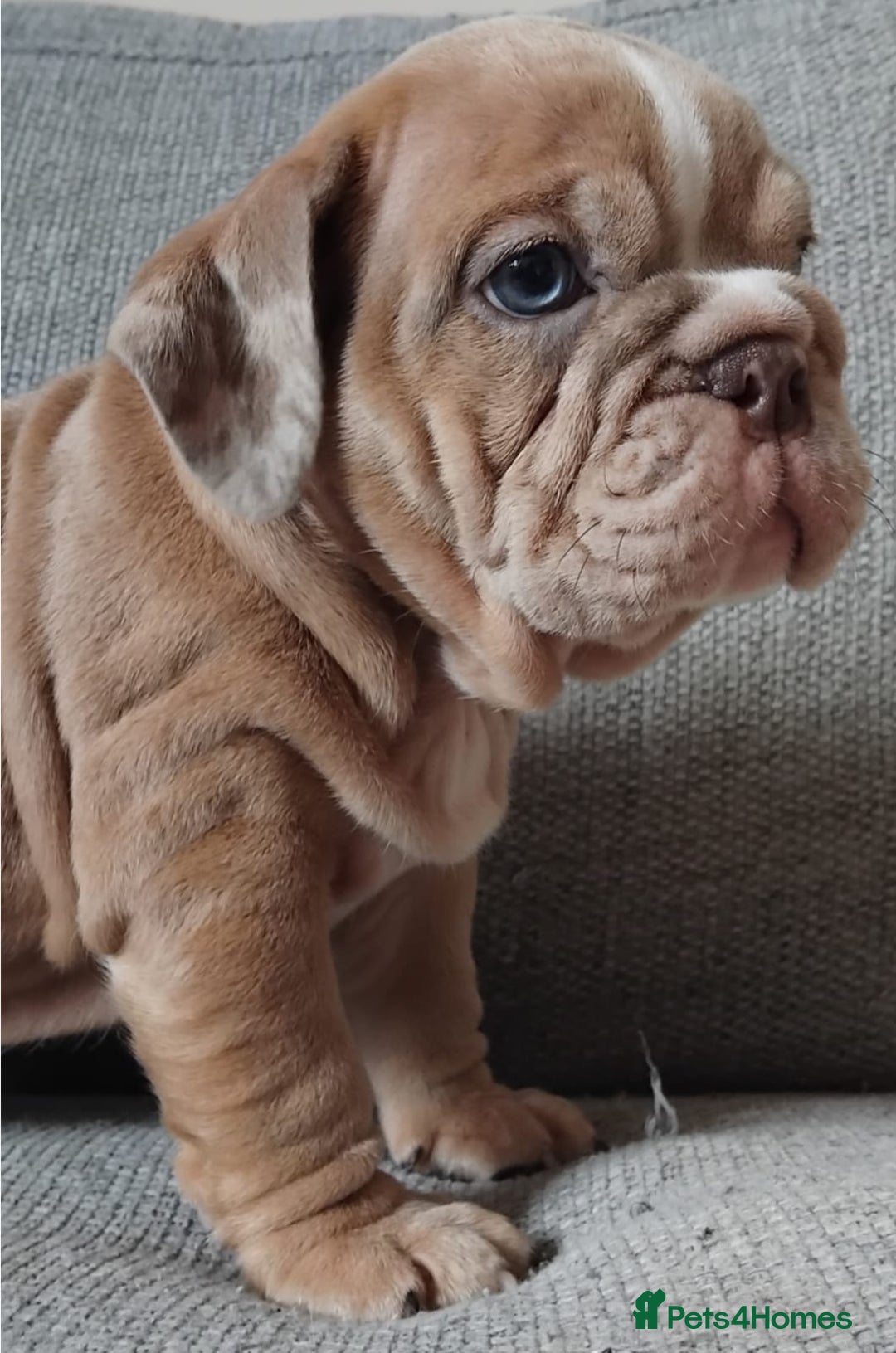 English Bulldog dogs for sale: Beautiful English Bulldog Puppies - Image 11