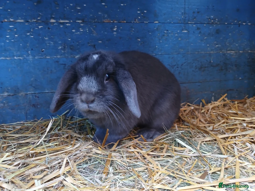 Mini Lop rabbits for sale: Mini lop babies - Advert 7