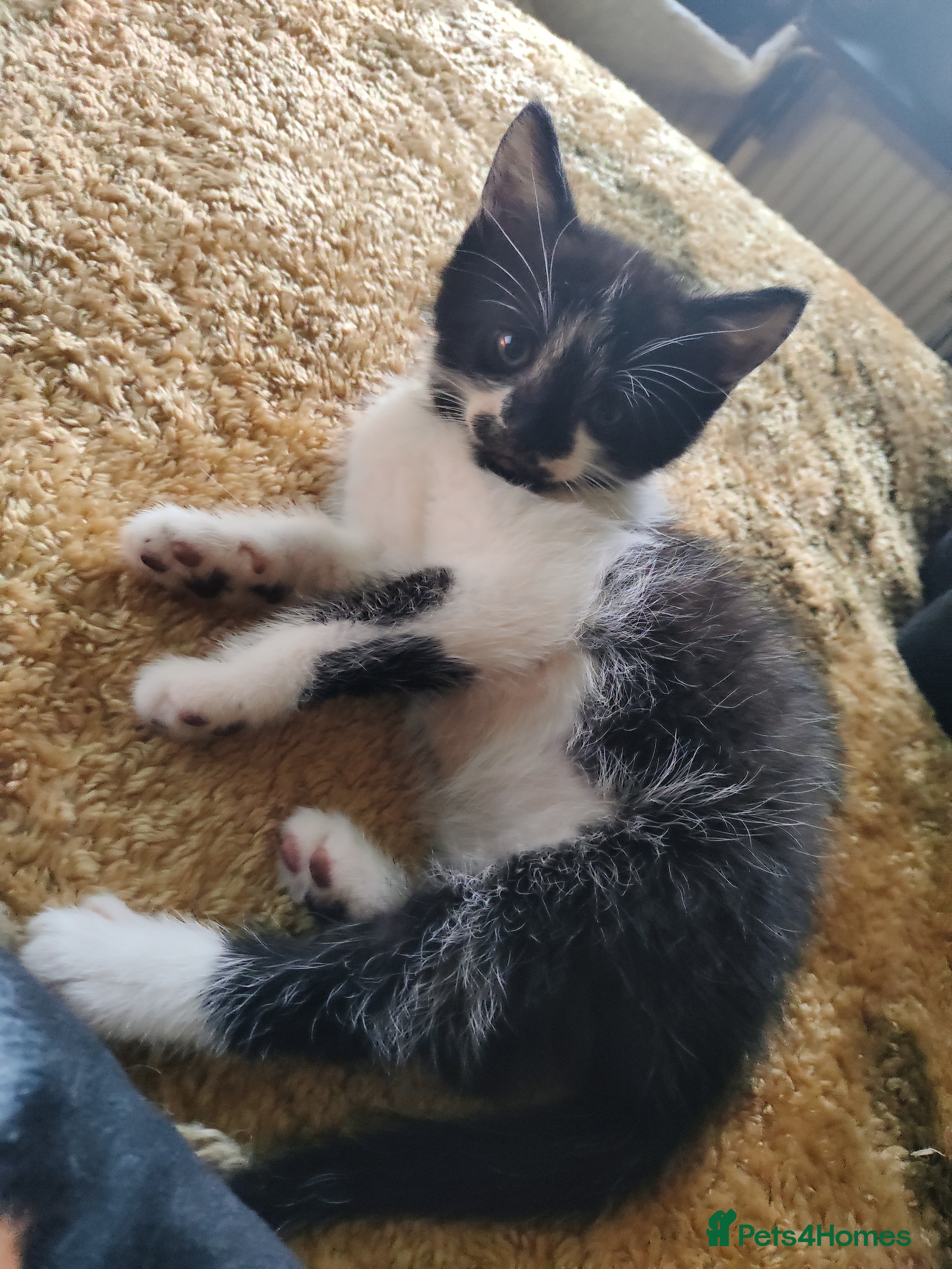 Mixed Breed cats Kittens for sale  - Advert 9