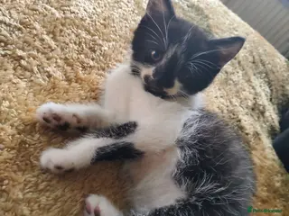 Mixed Breed cats Kittens for sale - Advert 10