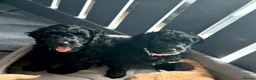 Cavapoo dogs for sale: Adorable F1b Cavapoo’s puppies ready now with 💉💉 - Advert 7