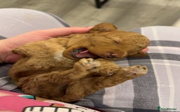 Schnoodle dogs for sale: Miniature Poodle X Schnoodle pups for sale - Image 10
