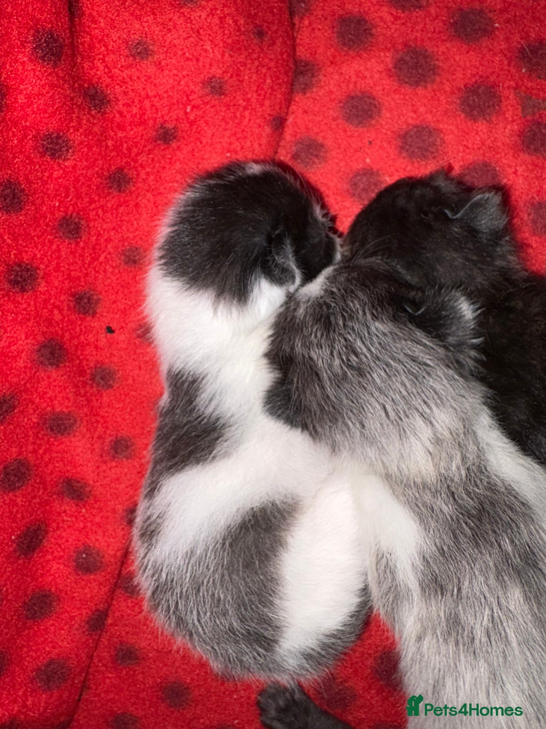 Mixed Breed cats for sale: 3 unusual colored kittens  - Image 3