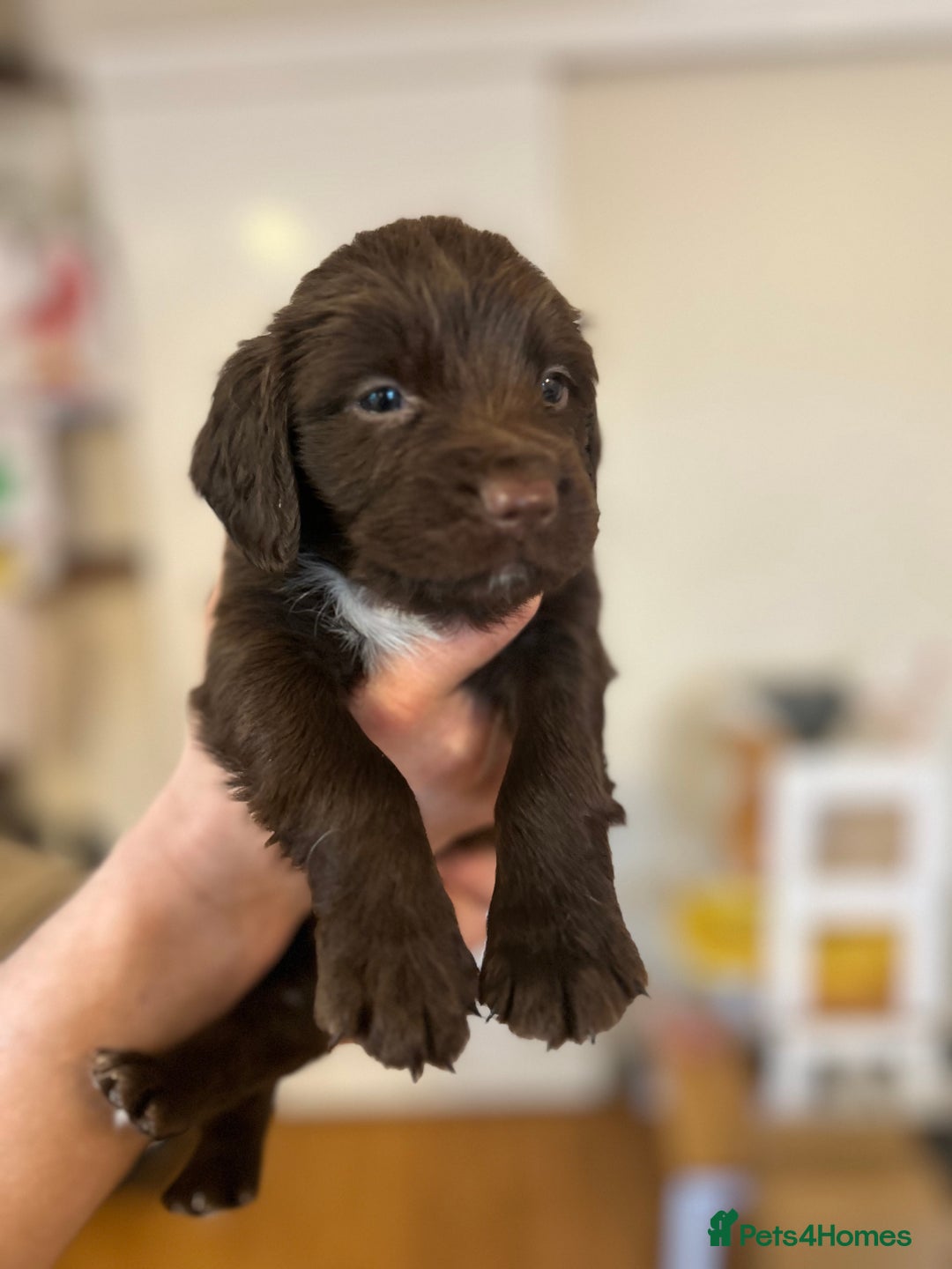 Sprocker dogs for sale: ** F1B SPROCKERS ** - Advert 11