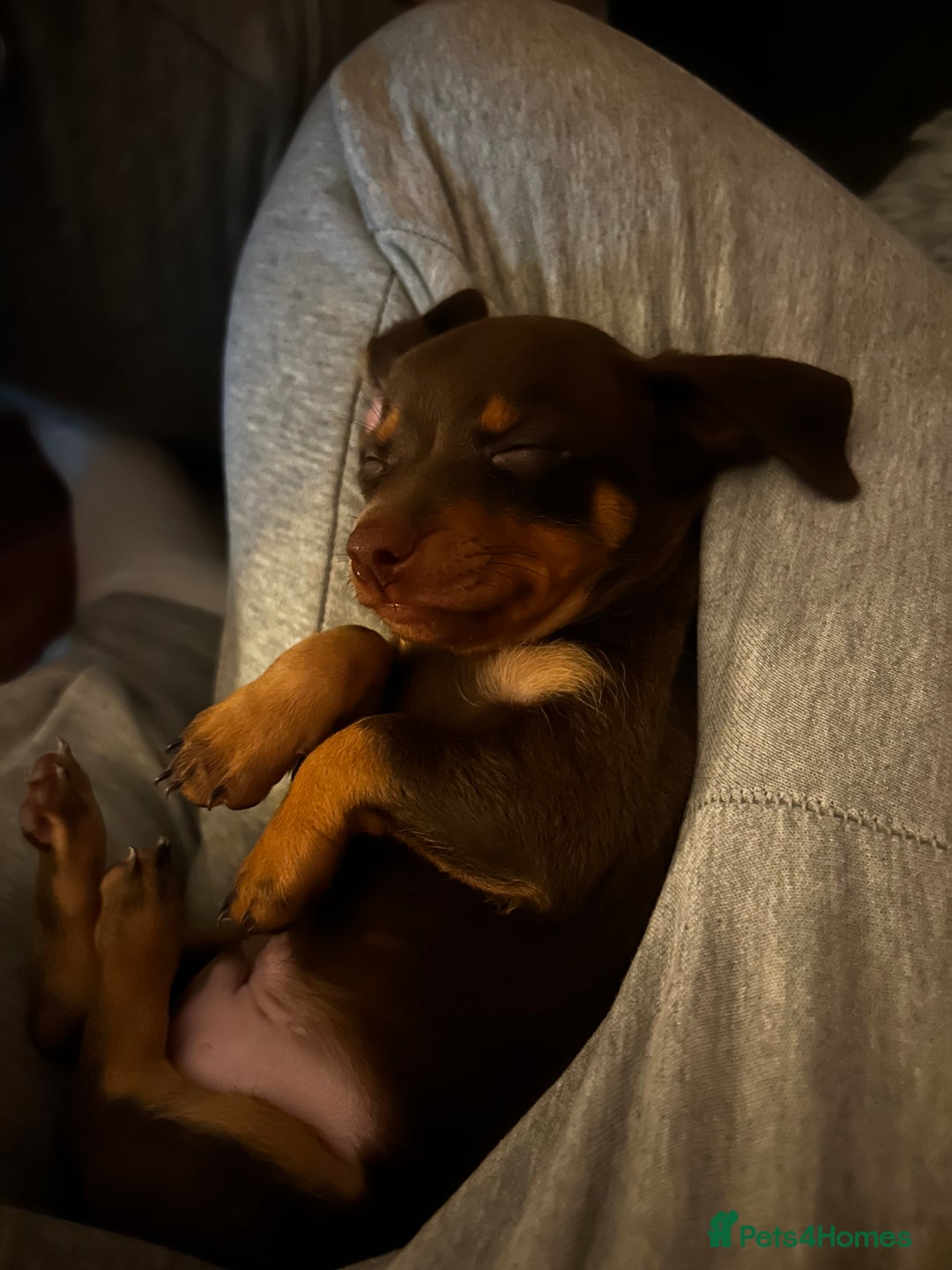 Mixed Breed dogs for sale: chiweenie pup for sale  - Advert 8