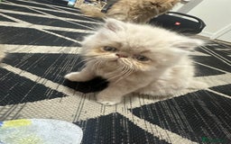 Persian cats for sale: Pedigree Persian Kittens ready to be rehomed - Image 14