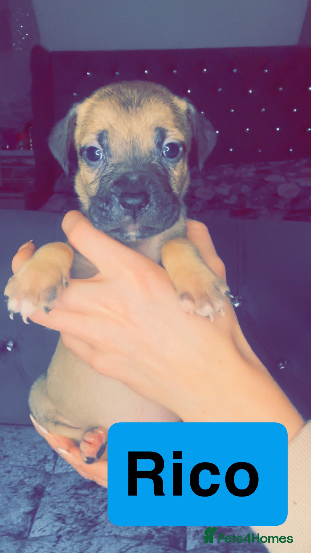 Mixed Breed dogs for sale: Mastiff puppies - Advert 17