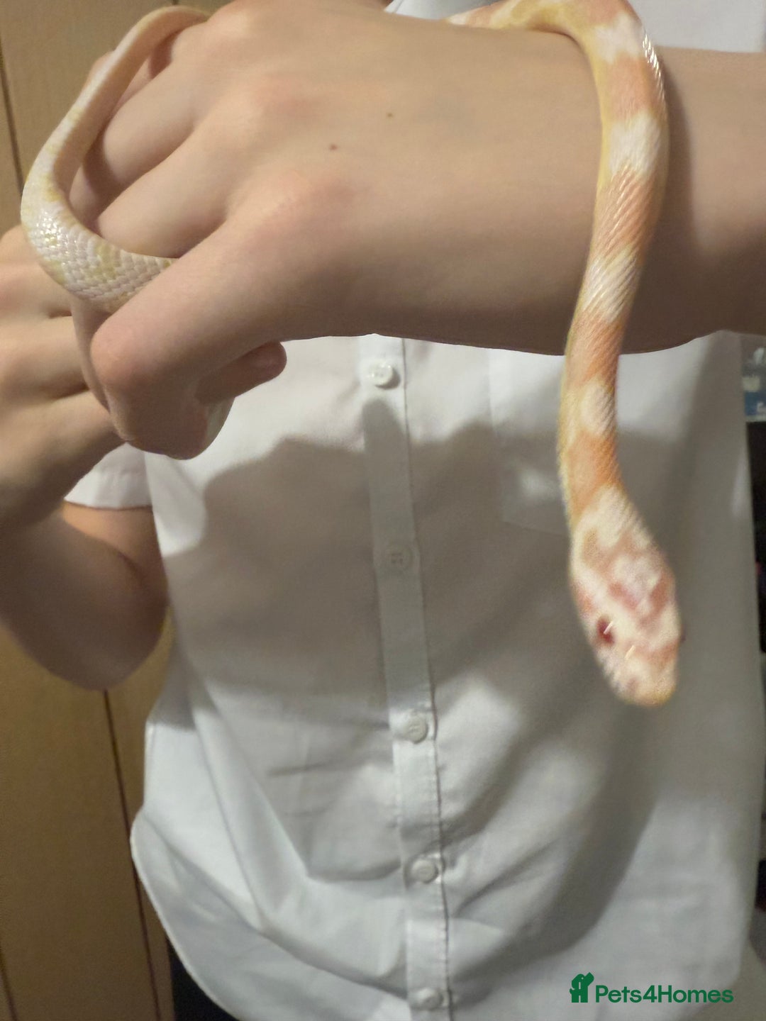 Corn Snake reptiles for sale: Male snow corn snake  - Advert 2