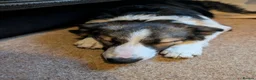 Border Collie dogs for sale: 10 month old tri border collie - Advert 3