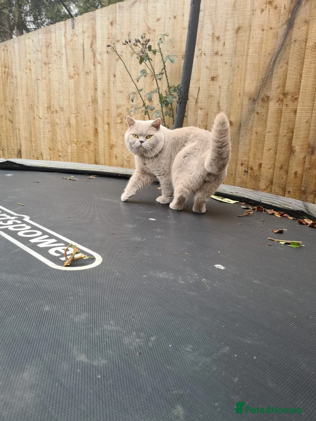 British Shorthair cats for stud: LILAC BSH and BLUE BSH STUDS AVAILABLE in Cheltenham - Advert 11