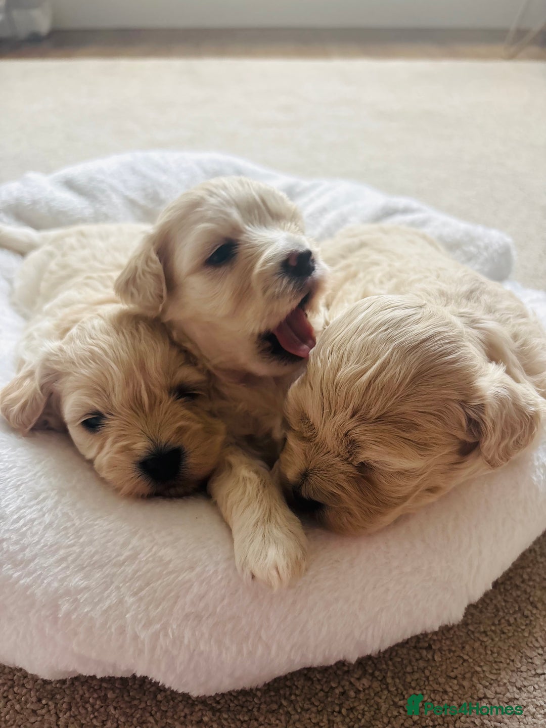 Maltipoo dogs for sale: Gorgeous Maltipoo puppies  - Advert 10