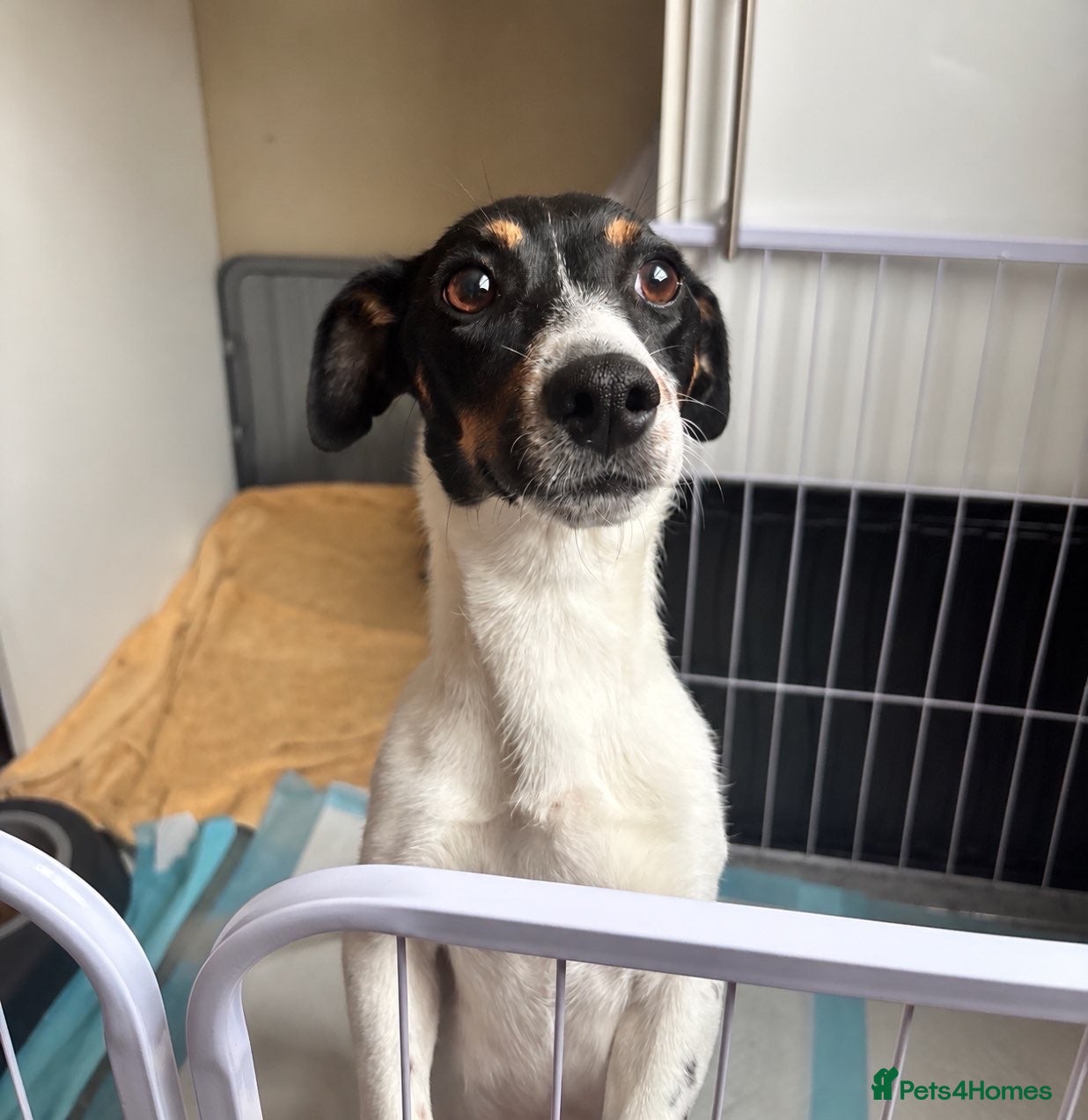 Jack Russell dogs 🐾 Beautiful 1-Year-Old Female Dog 🐾 - Advert 1