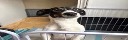 Jack Russell dogs for sale: 🐾 Beautiful 1-Year-Old Female Dog 🐾 - Advert 1