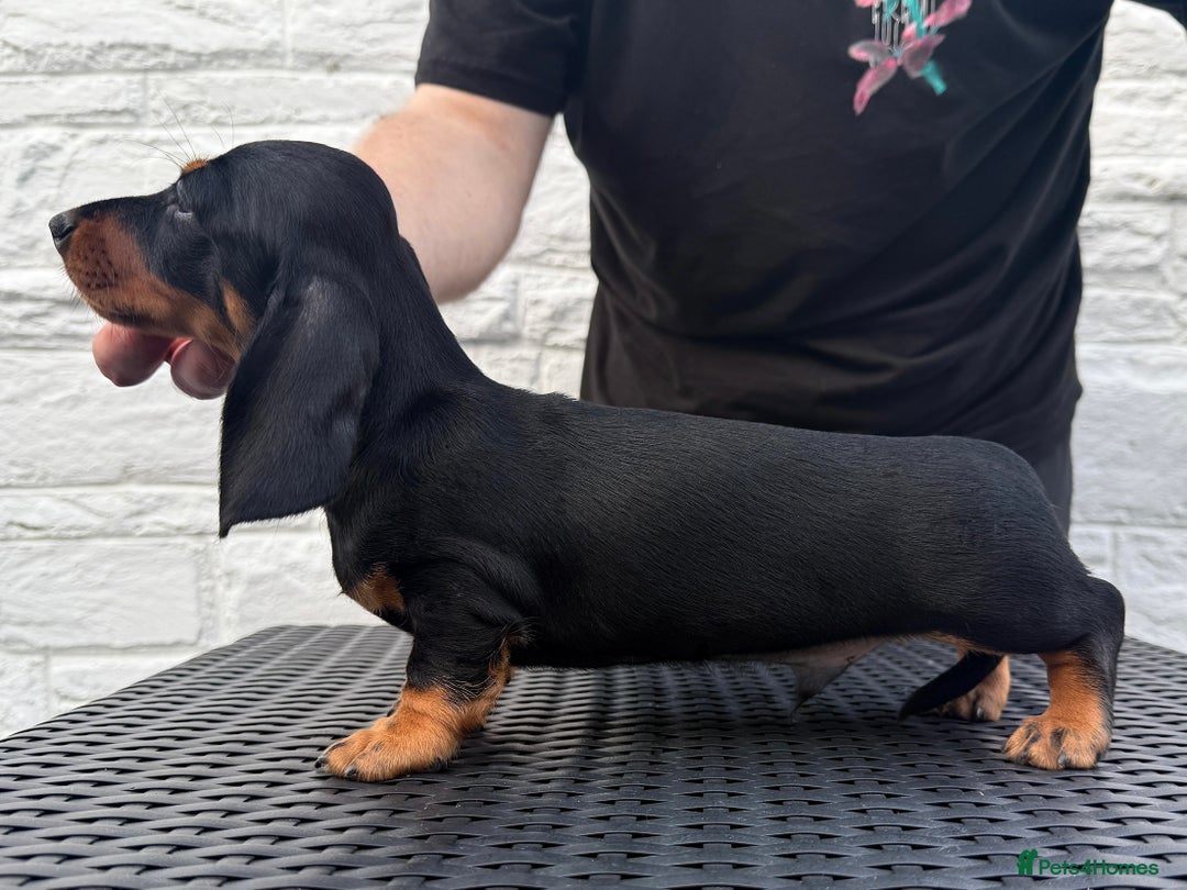 Miniature Dachshund dogs for sale: Ready for forever sofas! 3 Stunning KC reg puppies - Image 13