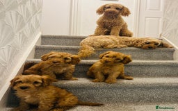 Cockapoo dogs for sale: F2b Cockapoos  in Ebbw Vale - Image 14