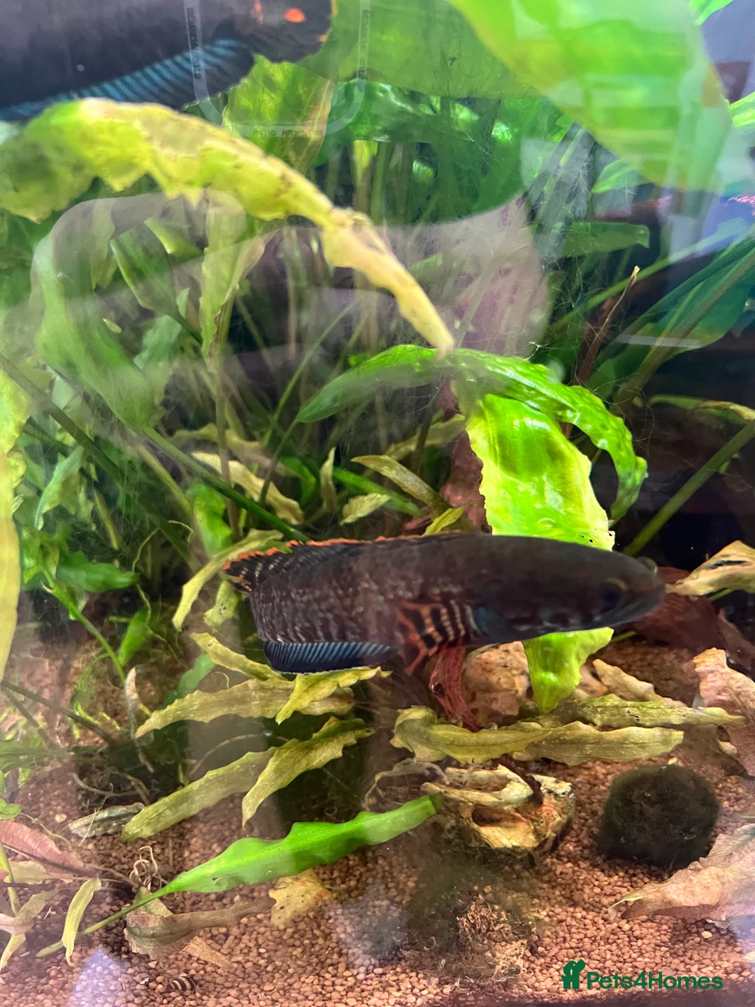 Other/Mixed Breed fish for sale: 3x snakeheads channa blehri  in London - Advert 7