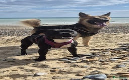 Mixed Breed dogs for sale: Staffy  - Image 5
