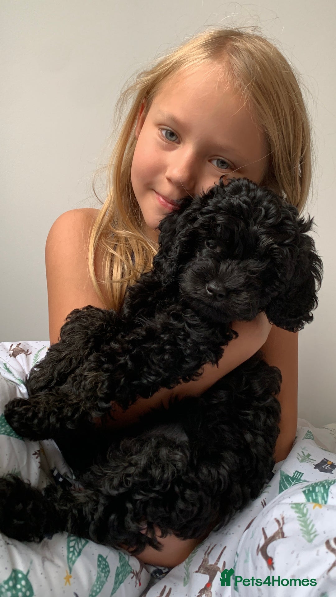 Cavapoo dogs for sale: Stunning premium F1 Cavapoos 🥰 DNR tested parents - Image 5