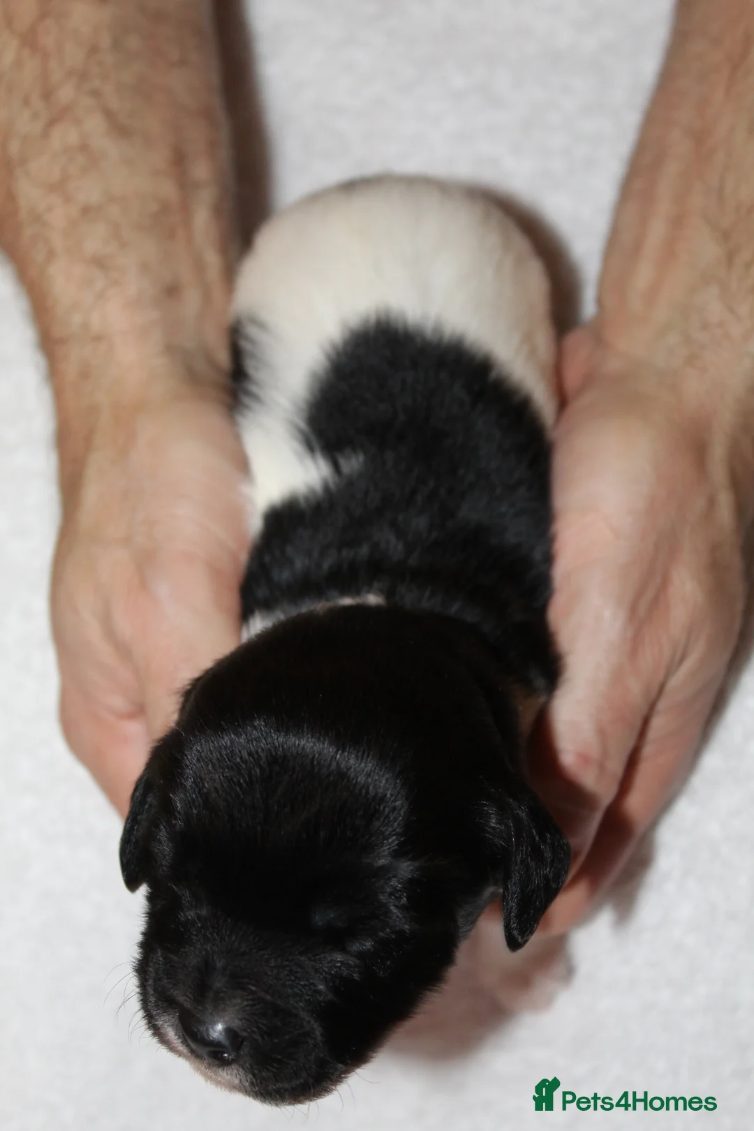 Sprollie dogs for sale: Intelligent & Affectionate Sprollie Puppies  - Advert 24