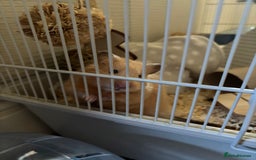 Hamster rodents for sale: hamster for sale - Advert 2