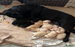 Labrador Retriever dogs for sale: 9 stunning Labrador puppies  - Image 12
