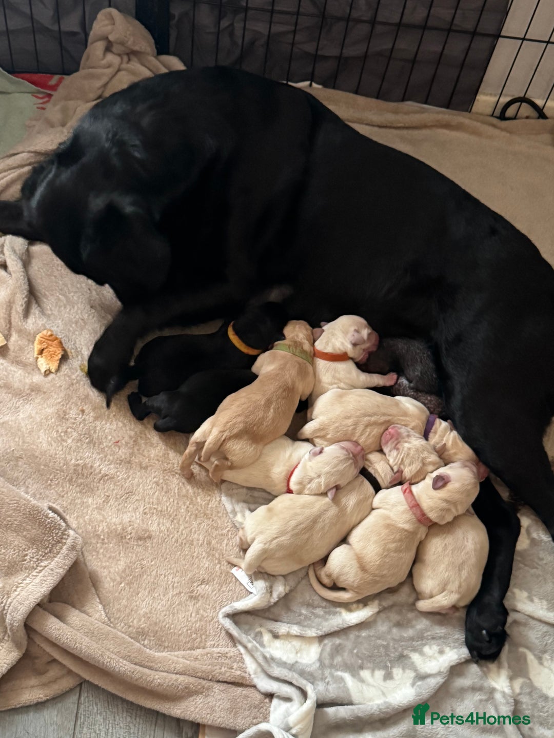 Labrador Retriever dogs for sale: 9 stunning Labrador puppies  - Image 12