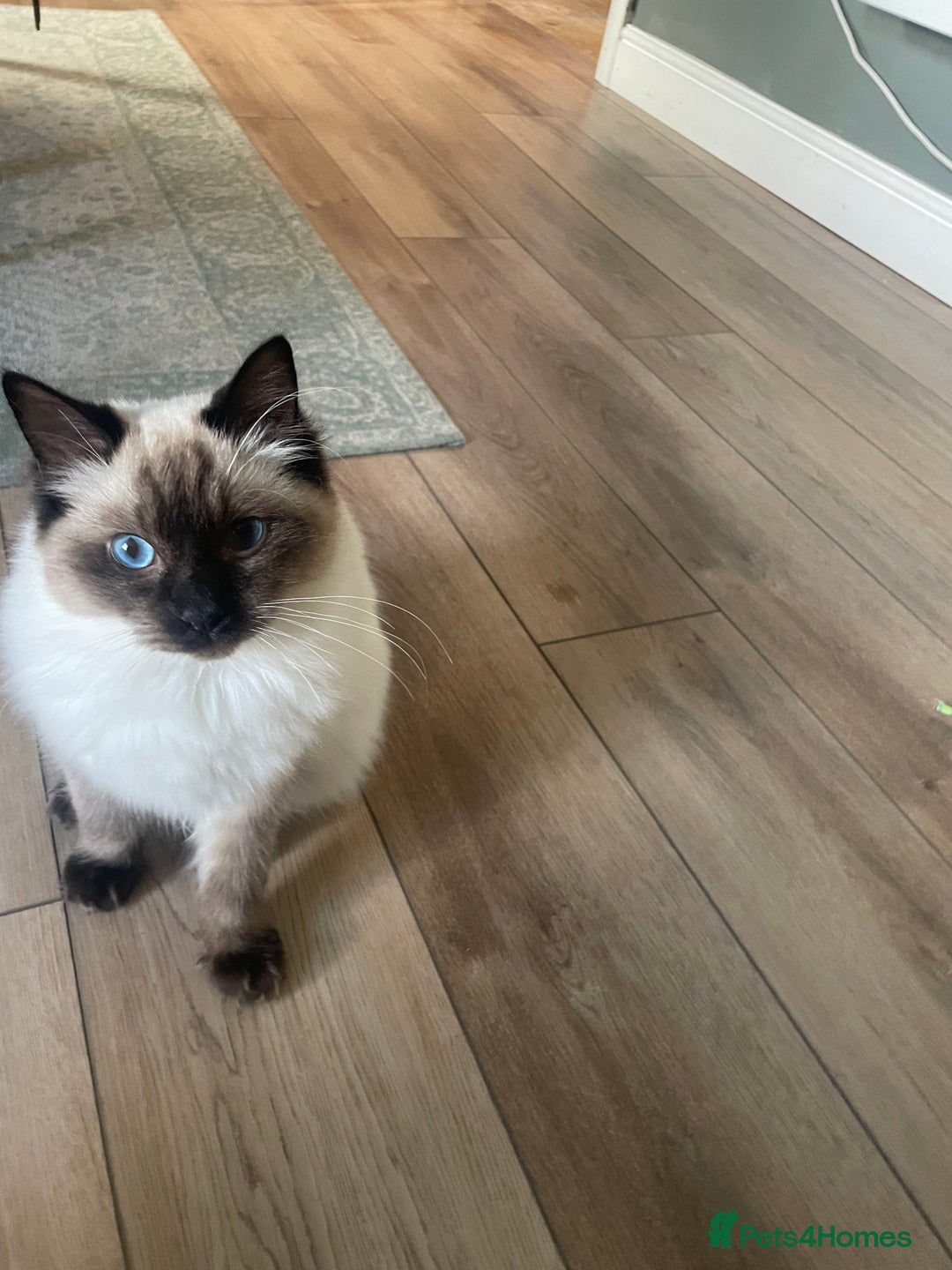 Ragdoll cats for sale: Ragdoll Cat/Kitten 8 months £200 - Advert 7