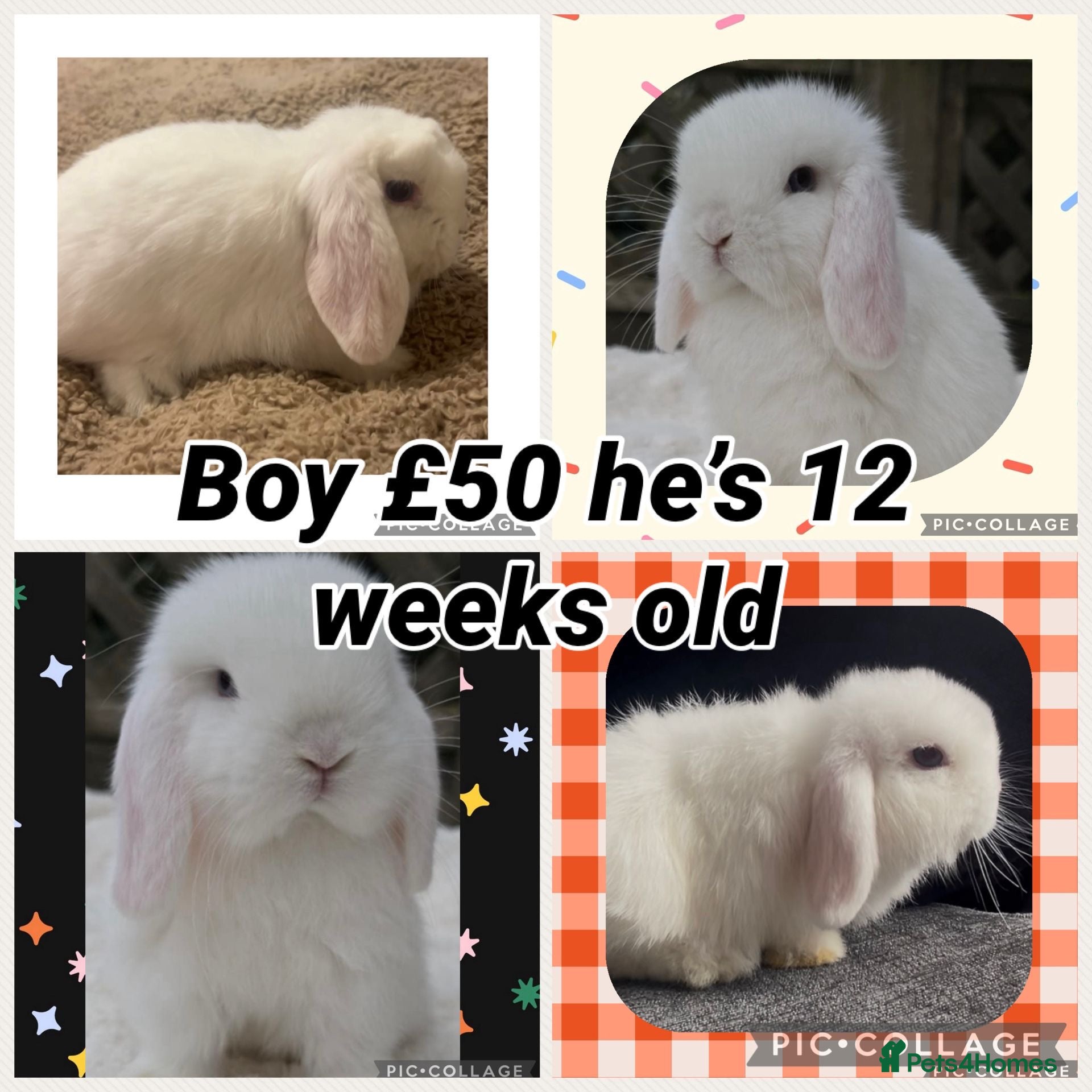Mini Lop rabbits PEDIGREE MINI LOP BABIES READY NOW  - Advert 3