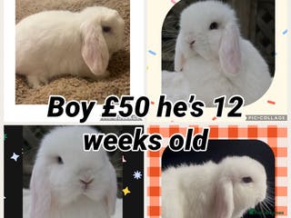 Mini Lop rabbits PEDIGREE MINI LOP BABIES READY NOW - Advert 3