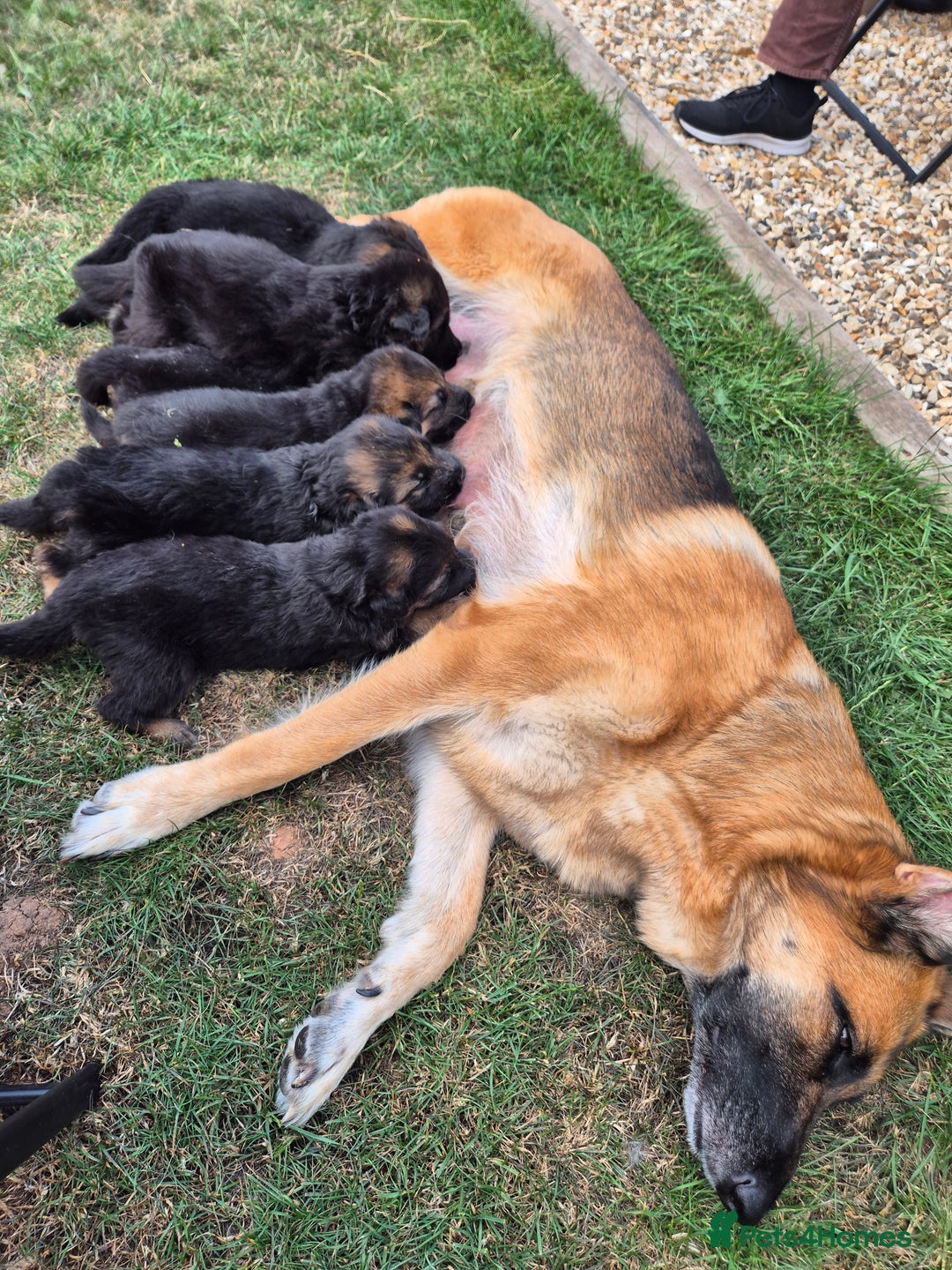 German Shepherd dogs for sale: Straight back German shepherd puppies for sale - Image 13