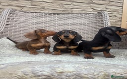Miniature Dachshund dogs for sale: Miniature dachshunds (council licensed breeder) - Image 4