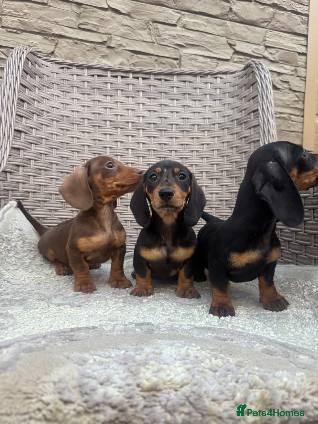 Miniature Dachshund dogs for sale: Miniature dachshunds (council licensed breeder) - Image 4