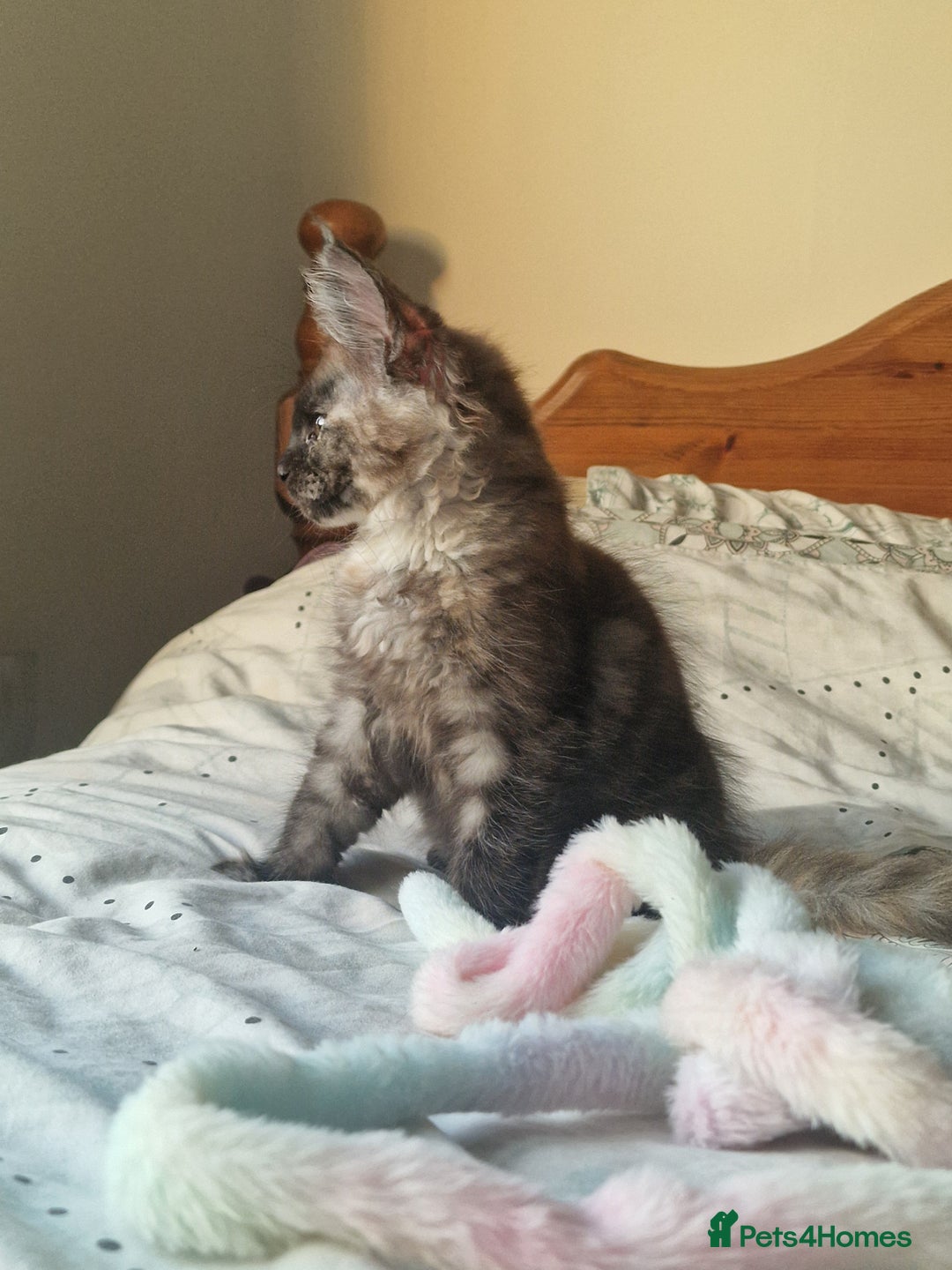 Maine Coon cats for sale: Ready Now! Smoke dark tortoishell Girl  - Image 5